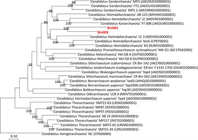 Characterization of metagenome-assembled genomes of two endo-archaea of Candida tropicalis